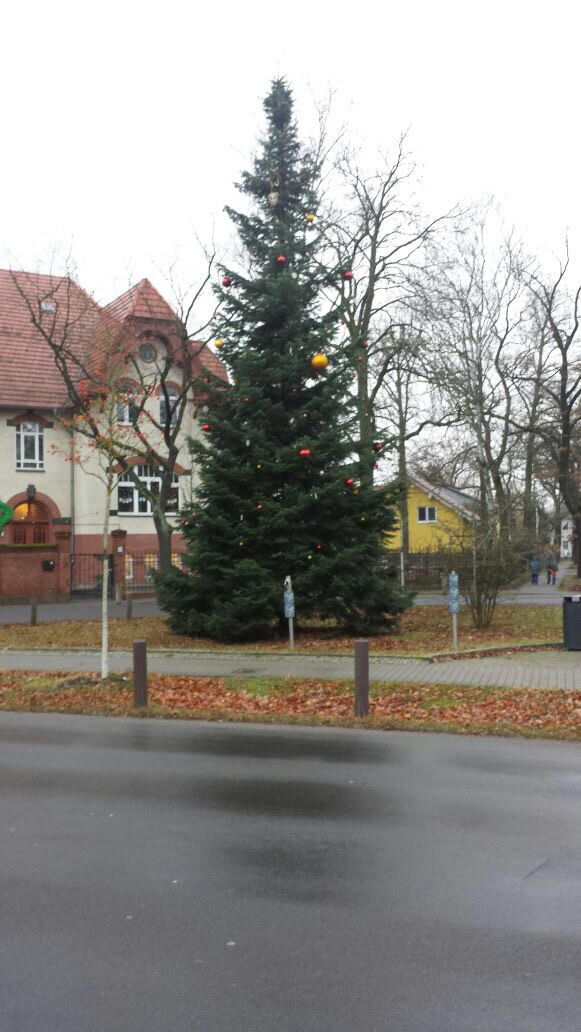 Lehnitz hat seit einiger Zeit einen schönen Weihnachtsbaum am Rondell